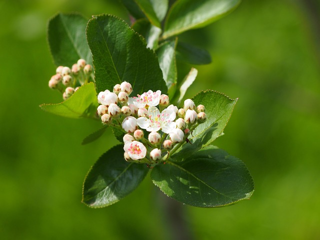 Free Blossom Bloom photo and picture