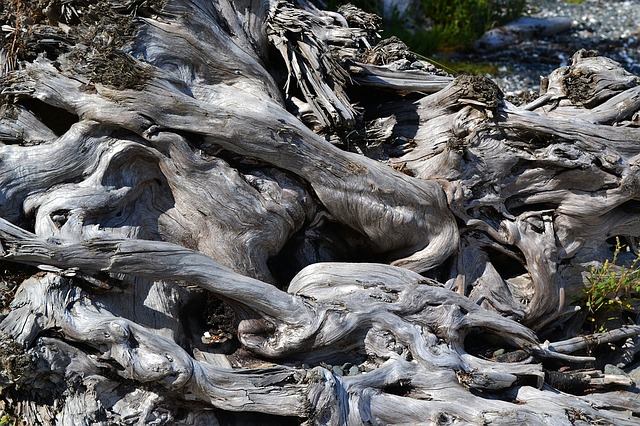 Free beach driftwood knotty illustration