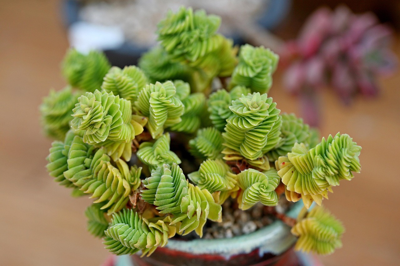 Succulents Fleshy Succulent Free photo on Pixabay Pixabay