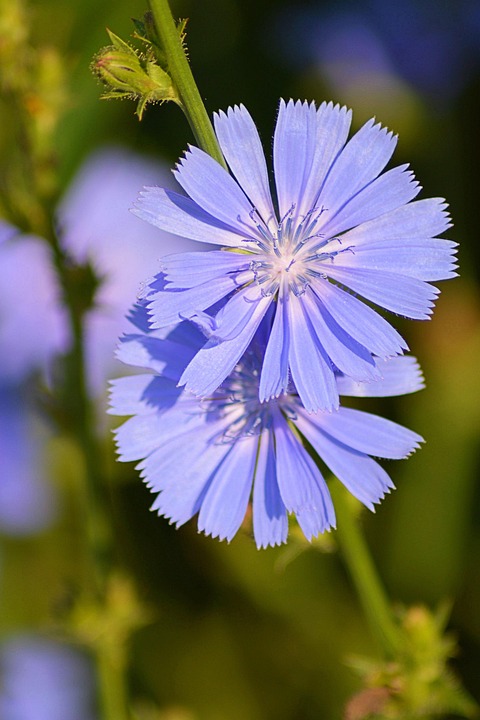 村官 桃花村