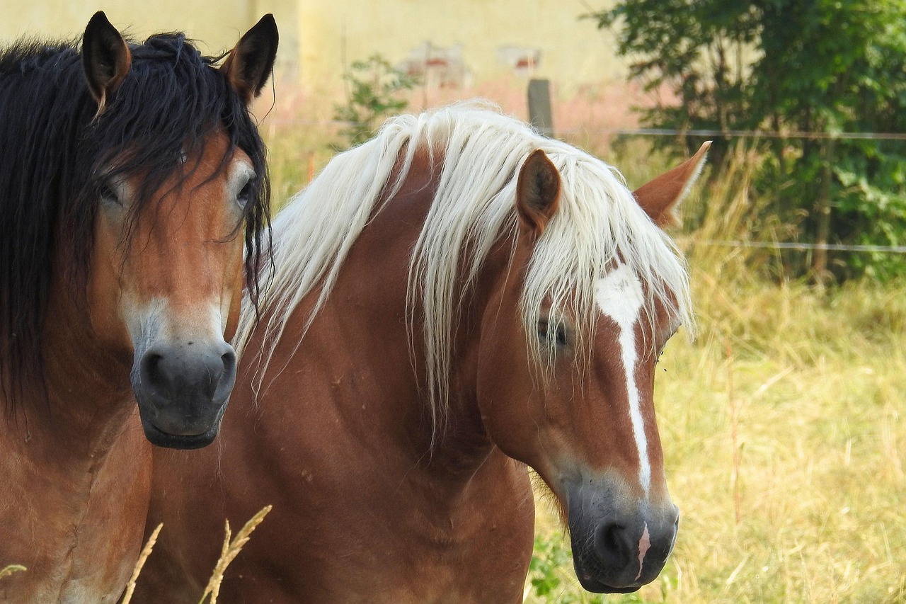 Chevaux de trait - HO 1/87 - NOCH 15762