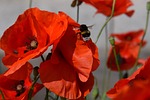 hummel, poppy flower, flowers