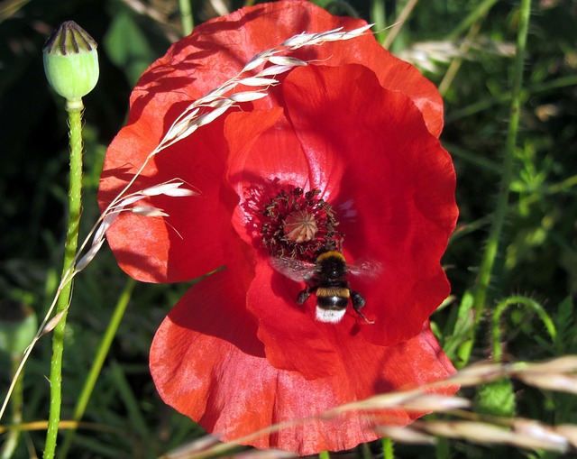 Free Corn Poppy Red photo and picture