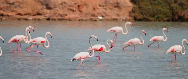 Free Flamenco Salinas photo and picture