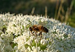 bee, honey bee, insect