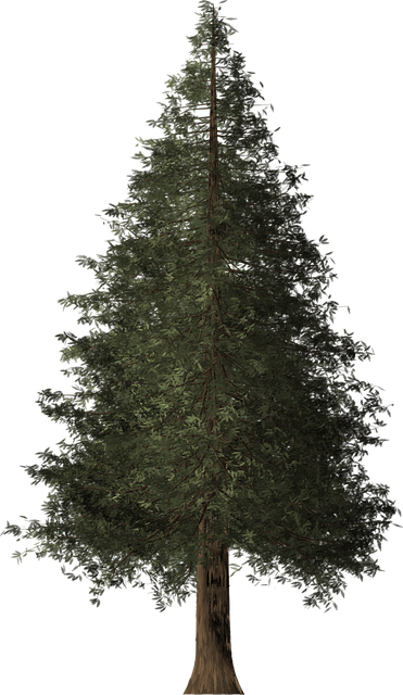 Free redwood tree redwood tree illustration