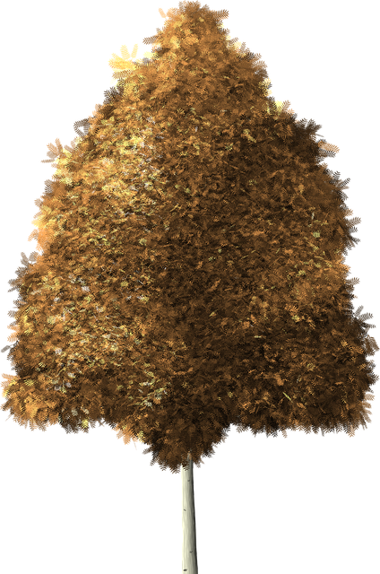 Free aspen tree quaking aspen aspen illustration