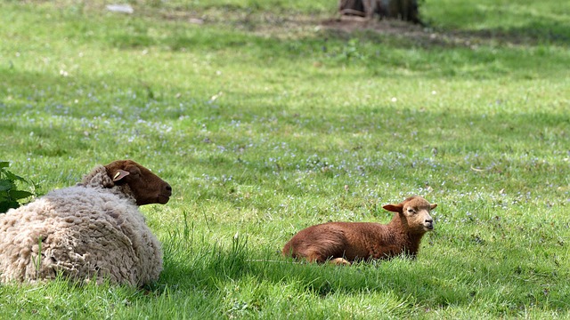 Schafe, Tiere, Schafherde, Lämmer