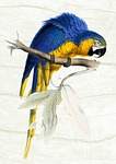 parrot, vintage, colorful