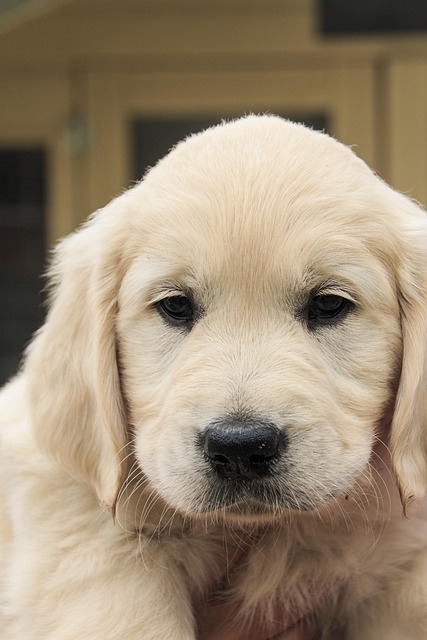 Roztomilé Štěně, Zlatý Retriever, Zlatý