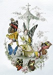 fairies, vintage, butterfly