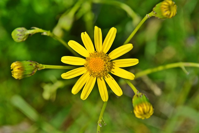 Free Flowers Yellow photo and picture