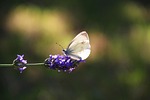 butterfly, cabbage, lavender