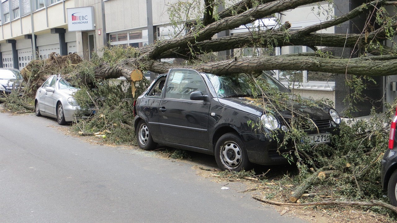 Free Storm Damage Fallen Tree photo and picture
