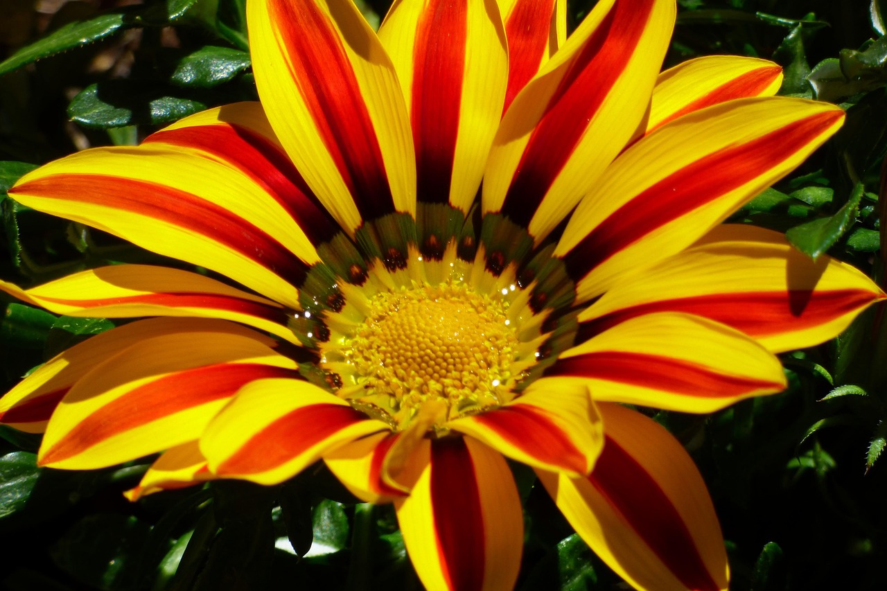 Fleur Color Fleur Colorée Jardin Le - Photo gratuite sur Pixabay - Pixabay