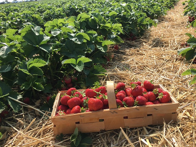 Erdbeeren, Stroh, Beeren, Erdbeerpflanze