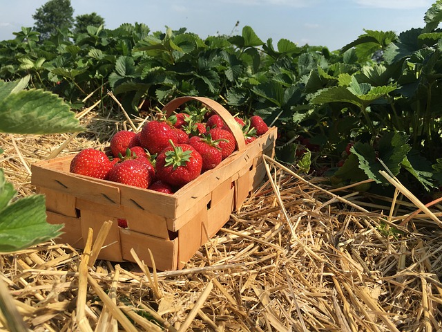 Erdbeeren, Stroh, Beeren, Erdbeerpflanze