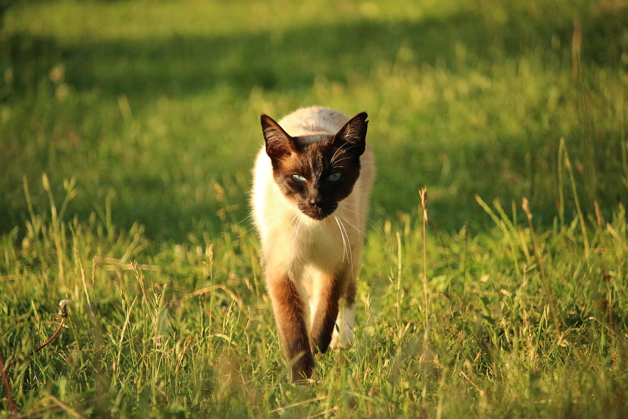 Cat - free online jigsaw puzzle photo