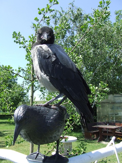 Kapuzenkrähe, Vogel, Krähe Auf Der Krähe