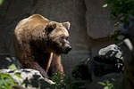 european brown bear, wildlife, ursus
