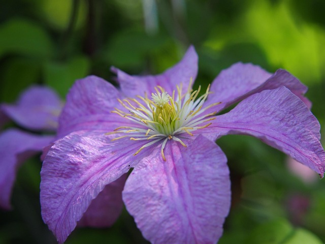 Free Clematis Blue photo and picture