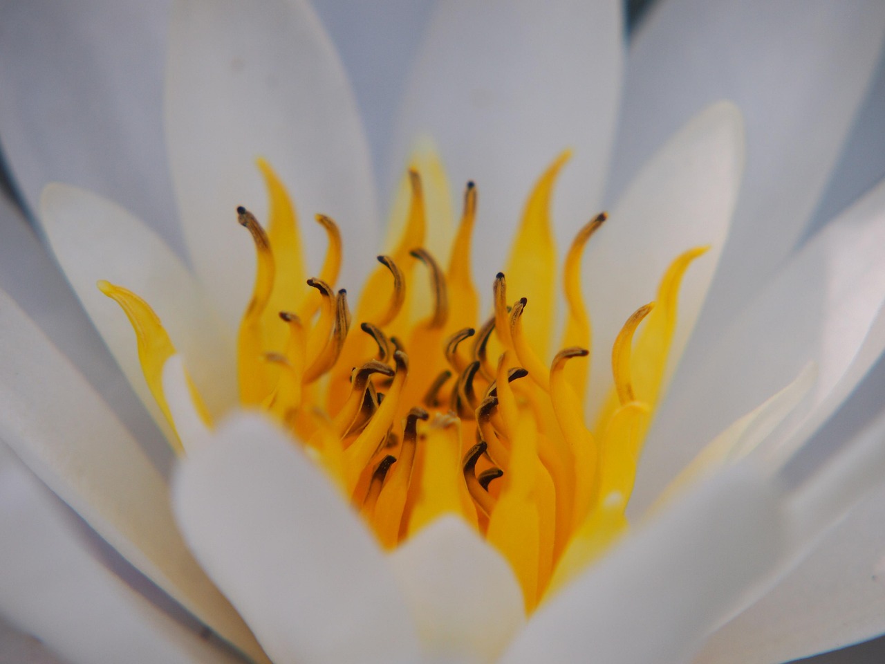 Tisane Biologique De Pollen De Nénuphar égyptien (Blue Lotus) - 100% Naturel, Origine Sri Lanka