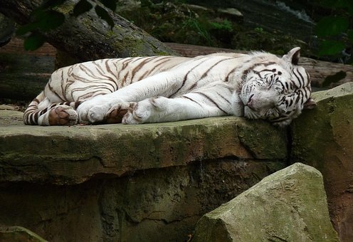 400 Gambar Harimau Putih Harimau Gratis Pixabay