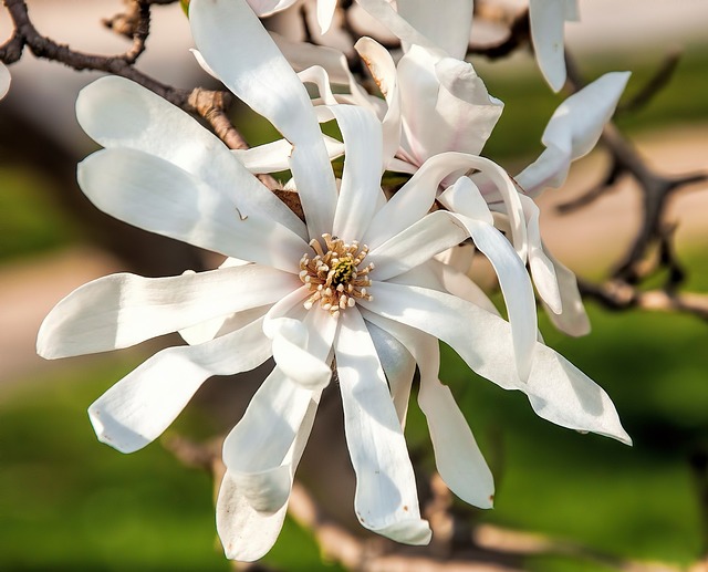 Bunga Bloom Pohon - Foto gratis di Pixabay - Pixabay