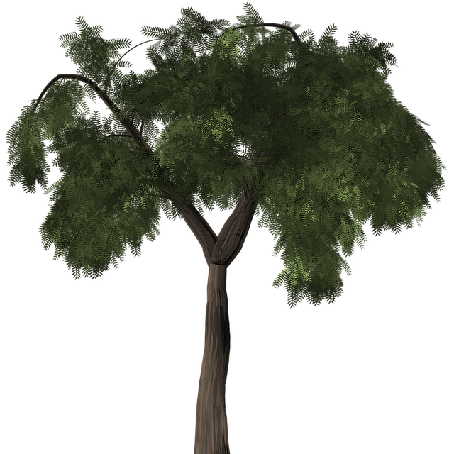 Free tree pepper tree peppertree illustration