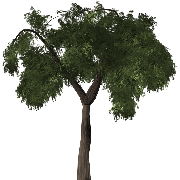 Tree Pepper Peppertree - Free image on Pixabay