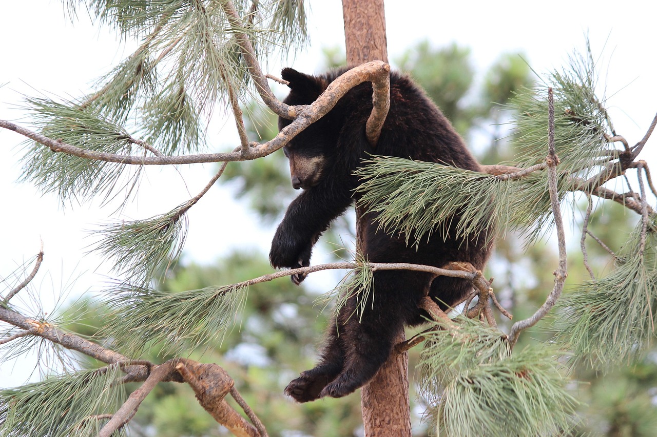 30,000+ Free Baby Bear & Baby Images - Pixabay