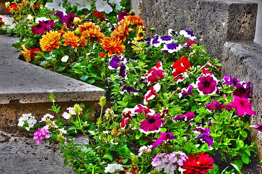 Free Flowers Yard photo and picture