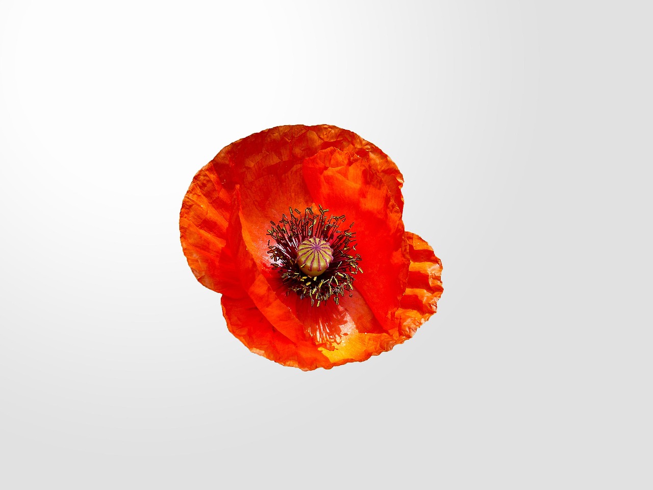 Poppy Red Nature - Free photo on Pixabay - Pixabay