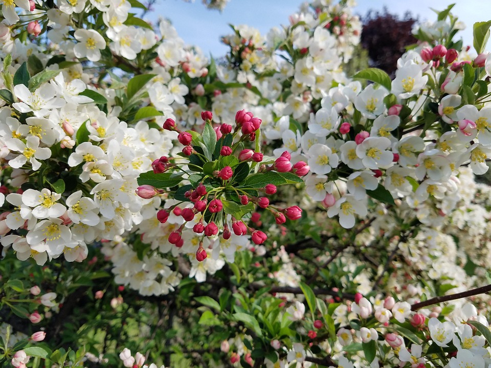 フラワーズ クラブアップル 花 Pixabayの無料写真
