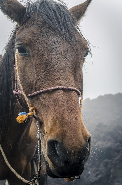 Pferd, Langes Gesicht, Tier, Wasser