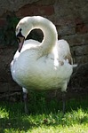 swan, bird, white