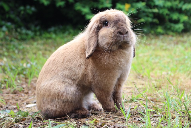 Free Rabbit Animal photo and picture