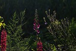 beauty, flowers, garden flowers