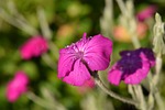 crowns campion, lychnis coronaria, blossom