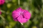 crowns campion, lychnis coronaria, blossom