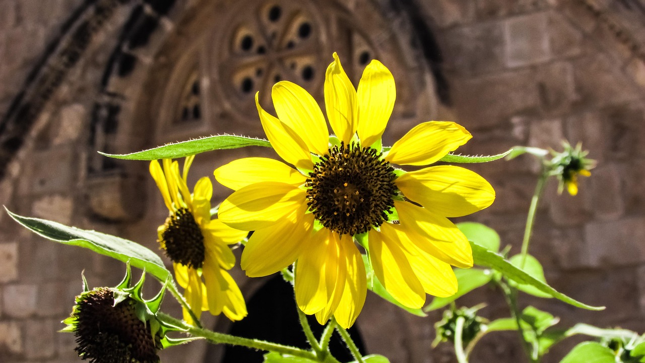Sunflower Yard Summer Free photo on Pixabay Pixabay