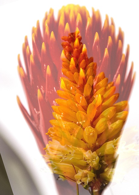 knstliche efeu pflanze Vorgemontierte knstliche Auenblumen mit Hngeschale Hnge-Efeu-Pflan   kunstblumenshop