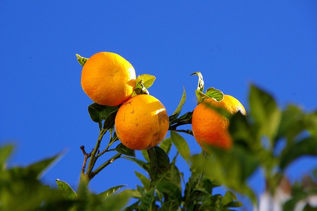 Free Oranges Tree photo and picture