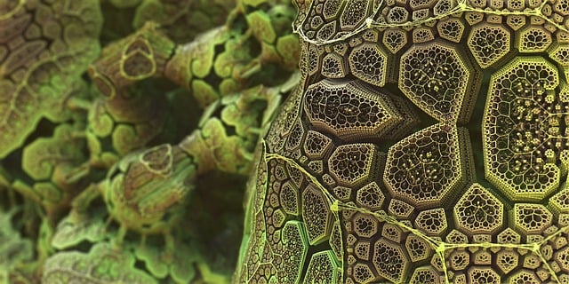 Free sponge organism creature illustration
