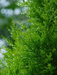 wood, arboretum, branch