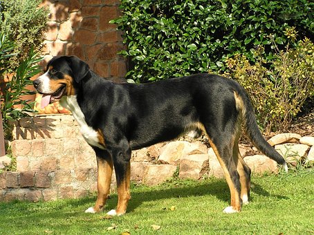 Gran Perro De Montaña Suizo, Perro Joven
