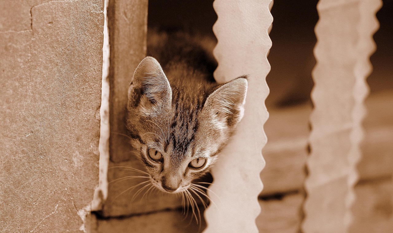 The Cat - free online jigsaw puzzle photo
