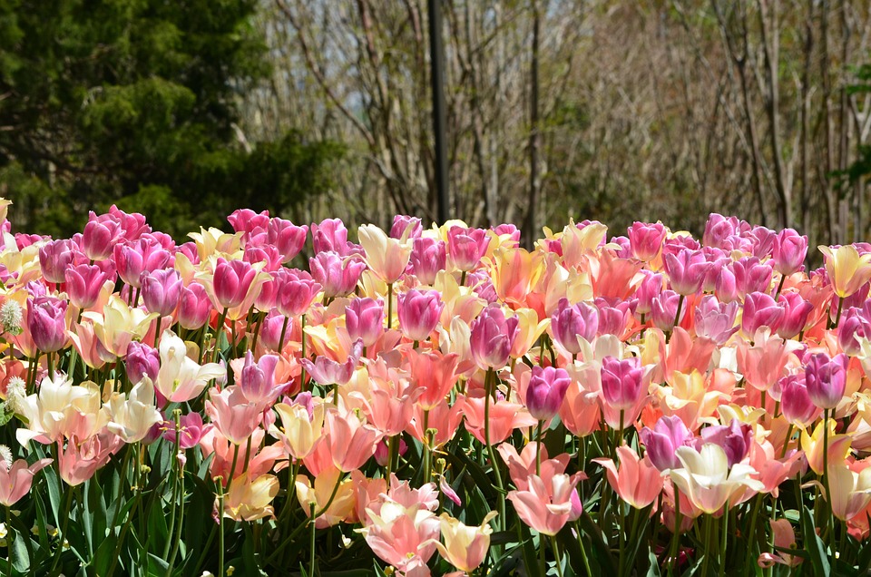 Free photo Field Of Tulips, Flowers, Spring Free Image on Pixabay 1488381