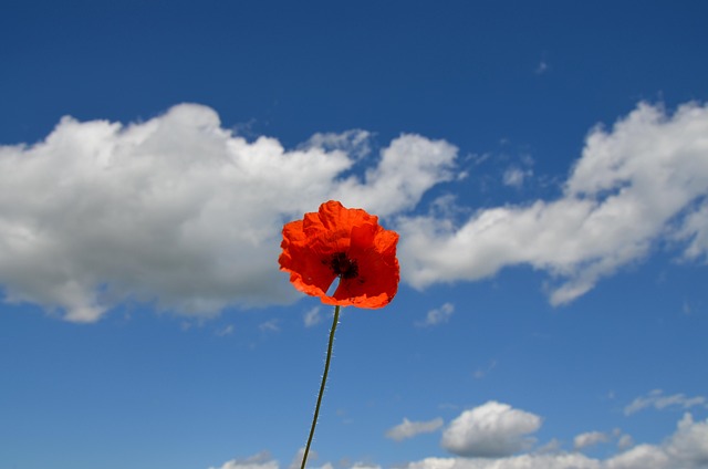 Mohn, Blume, Natur, Draußen, Blau