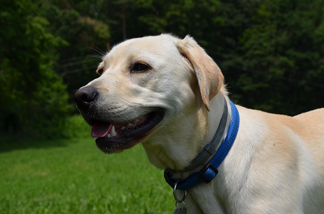 Labrador, Retriever, Hund, Tier, Natur